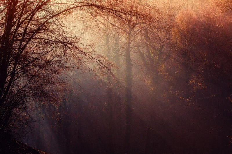 Whispering Woods